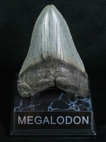 Inch Megalodon Tooth #5194